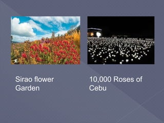 Sirao flower
Garden
10,000 Roses of
Cebu
 
