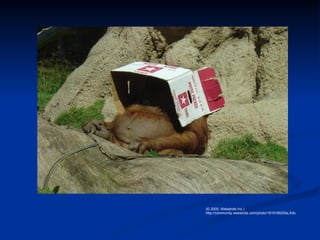 (© 2005, Webshots Inc.) http://community.webshots.com/photo/181918520lsLXdx 