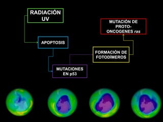 RADIACIÓN
UV
APOPTOSIS
MUTACIONES
EN p53
FORMACIÓN DE
FOTODÍMEROS
MUTACIÓN DE
PROTO-
ONCOGENES ras
 