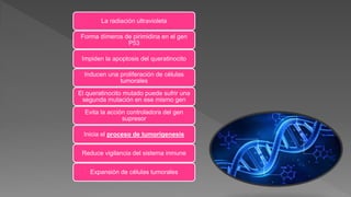 La radiación ultravioleta
Forma dímeros de pirimidina en el gen
P53
Impiden la apoptosis del queratinocito
Inducen una proliferación de células
tumorales
El queratinocito mutado puede sufrir una
segunda mutación en ese mismo gen
Evita la acción controladora del gen
supresor
Inicia el proceso de tumorigenesis
Reduce vigilancia del sistema inmune
Expansión de células tumorales
 