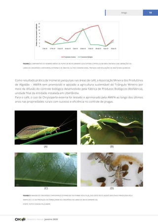 Relatório mensal janeiro 2020
Artigo 18
Como resultado prático de inúmeras pesquisas nas áreas de café, a Associação Mineira dos Produtores
de Algodão – AMIPA tem promovido e apoiado a agricultura sustentável do Triângulo Mineiro por
meio da difusão do controle biológico desenvolvido pela Fábrica de Produtos Biológicos (Biofábrica),
unidade filial da entidade instalada em Uberlândia.
Para o café, o uso de Chrysoperla externa foi testado e aprimorado pela AMIPA ao longo dos últimos
anos nas propriedades rurais com sucesso e eficiência no controle de pragas.
FIGURA 2- COMPARATIVO DO NÚMERO MÉDIO DE PUPAS DE BICHO-MINEIRO (LEUCOPTERA COFFEELLA) EM ÁREA TRATADA COM LIBERAÇÕES DA
LARVA DO CRISOPÍDEO CHRYSOPERLA EXTERNA E DE ÁREA DE CULTIVO CONVENCIONAL TRATADA COM APLICAÇÕES DE INSETICIDAS QUÍMICOS.
FIGURA 3- IMAGEM DO CRISOPÍDEO CHRYSOPERLA EXTERNA NA SUA FORMA ADULTA (A), DOS OVOS DESTE AGENTE BIOLÓGICO PRODUZIDO PELA
AMIPA (B E C) E DA PREDAÇÃO DA FORMA JOVEM DO CRISOPÍDEO NA LARVA DO BICHO MINEIRO (D).
FONTE: FOTOS CEDIDAS PELA AMIPA
(A) (B)
(D)(C)
 