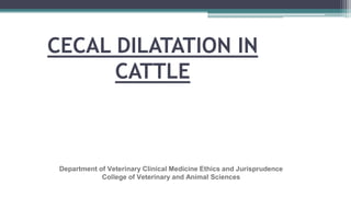 CECAL DILATATION IN
CATTLE
Department of Veterinary Clinical Medicine Ethics and Jurisprudence
College of Veterinary and Animal Sciences
 