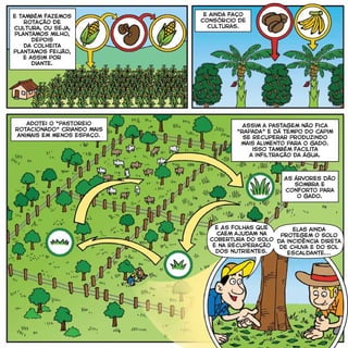 adotei o “pastoreio
rotacionado” criando mais
animais em menos espaço.
e também fazemos
rotação de
cultura, ou seja,
plantamos milho,
depois
da colheita
plantamos feijão,
e assim por
diante.
e ainda faço
consórcio de
culturas.
Assim a pastagem não fica
“rapada” e dá tempo do capim
se recuperar produzindo
mais alimento para o gado.
isso também facilita
a infiltração da água.
As árvores dão
sombra e
conforto para
o gado.
e As folhas que
caem ajudam na
cobertura do solo
e na recuperação
dos nutrientes.
elas ainda
protegem o solo
da incidência direta
de chuva e do sol
escaldante...
 