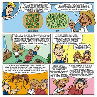 produtores que adotam o
plantio em consórcios ou
sistemas agroflorestais (Saf)
têm menos problemas com
pragas e doenças.
consórcio SAF
isso ocorre porque a
diversidade de plantas serve de
abrigo para muitos predadores de
insetos nocivos à plantação
além de promover o equilíbrio natural,
o sistema agroflorestal possibilita a
diversificação da produção, garantindo
renda para o produtor durante o ano
inteiro e uma alimentaçã0 mais variada e
saudável para a sua família .
todos esses cuidados
que falamos servem para
prevenir as pragas e doenças.
existem ainda as medidas
para combatê-las, como
o controle biológico.
desse jeito, a
gente combate o
problema sem
prejudicar a saúde
de quem planta e
de quem consome,
não é, joão carlos?
isso mesmo! é bem mais
barato do que usar
agrotóxico e não
prejudica o meio ambiente.
Além disso, produtos sem
agrotóxico têm um preço
melhor no mercado.
o nome é bonito,
mas parece bem
complicado...
que nada! por exemplo, existe a vespa de
uganda (prorops nasuta), uma inimiga natural
da broca-do-café. Elas são criadas em
laboratório e soltas na plantação para ajudar
no controle da praga.
prorops nasuta
 
