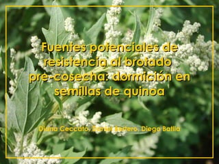 Fuentes potenciales de resistencia al brotado  pre-cosecha: dormición en semillas de quinoa Diana Ceccato, Daniel Bertero, Diego Batlla 