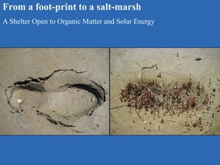 From a foot-print to a salt-marsh
A Shelter Open to Organic Matter and Solar Energy
 