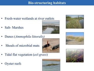 • Fresh-water wetlands at river outlets
• Salt- Marshes
• Dunes (Ammophila littoralis)
• Shoals of microbial mats
• Tidal flat vegetation (eel-grass)
• Oyster reefs
Bio-structuring habitats
 