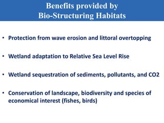 Benefits provided by
Bio-Structuring Habitats
• Protection from wave erosion and littoral overtopping
• Wetland adaptation to Relative Sea Level Rise
• Wetland sequestration of sediments, pollutants, and CO2
• Conservation of landscape, biodiversity and species of
economical interest (fishes, birds)
 