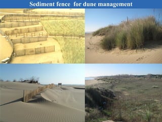Sediment fence for dune management
 