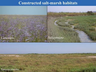 Limonieto
Sarcocornieto
Salicornieto
Constructed salt-marsh habitats
 