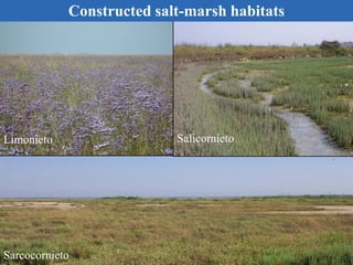 Endangered Breeding Species
at Constructed Salt-Marshes (years 2005-2006)
Avocet (39-44 pairs)
Redshank (94-136)
Black-win...