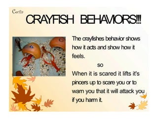 Cecilia
          CRAYFISH BEHAVIORS!!!
                  The crayfishes behavior shows
                  how it acts and show how it
                  feels.
                              so
                  When it is scared it lifts it's
                  pincers up to scare you or to
                  warn you that it will attack you
                  if you harm it.
 