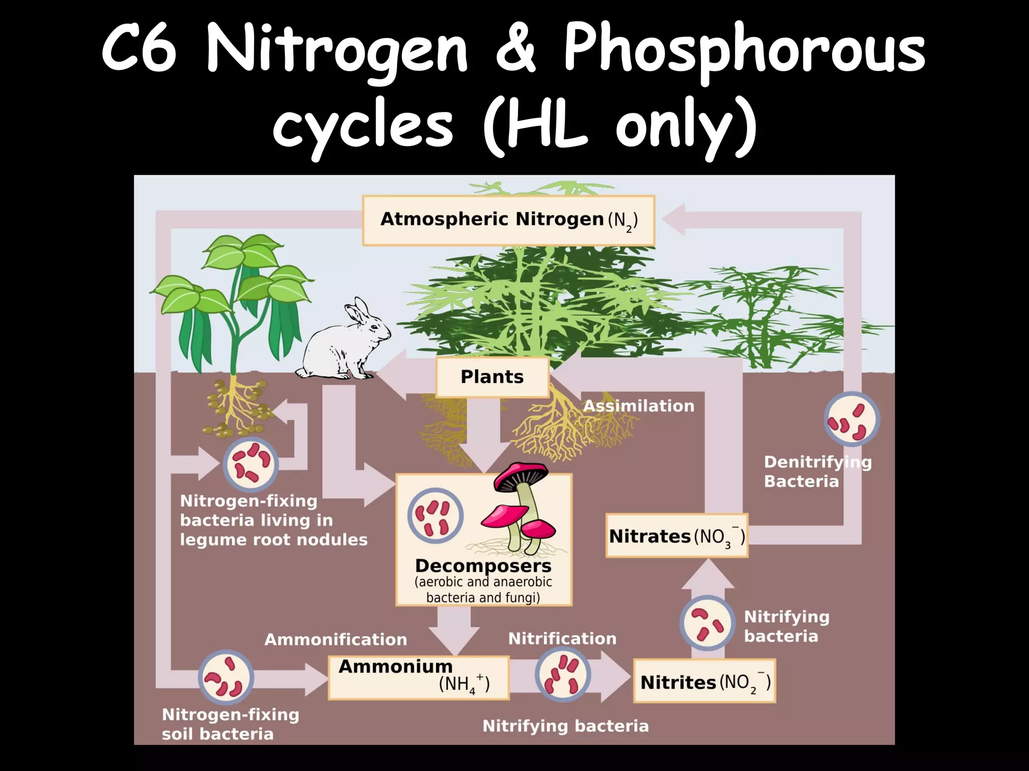 C6 Nitrogen & PhosphorousC6 Nitrogen & Phosphorous
cycles (HL only)cycles (HL only)
 
