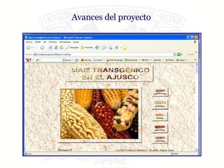 Avances del proyecto 