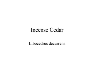 Incense Cedar 
Libocedrus decurrens 
 
