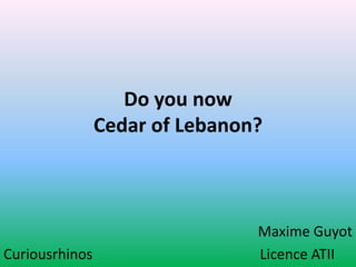 Do you now
                Cedar of Lebanon?



                                Maxime Guyot
Curiousrhinos                   Licence ATII
 