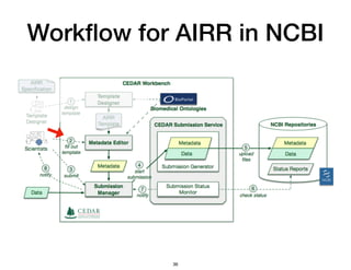 Workﬂow for AIRR in NCBI
36
 
