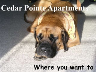Cedar Pointe Apartments Where you want to live! 