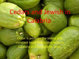 Cedars and Jewish in
Calabria
Cedar is perhaps the oldest and
constant bond that unites Jews to
Calabria and Calabria to Jews.
 