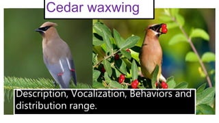 Cedar waxwing
Description, Vocalization, Behaviors and
distribution range.
 