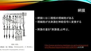網膜
• 網膜には二種類の視細胞がある
• 視細胞が光刺激を神経信号に変換する
• 刺激の量を「刺激値」と呼ぶ。
http://www.anatomy.med.keio.ac.jp/funatoka/anat
omy/Rauber-Kopsch/band2/II-634.html より引用
 