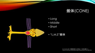 錐体(CONE)
• Long
• Middle
• Short
• “L,M,S”錐体
By Madhero88 - 投稿者自身による作品, CC 表示-継承 3.0,
https://commons.wikimedia.org/w/index.php?curid=6879296
 