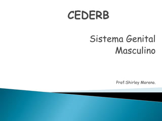 Sistema Genital
     Masculino


      Prof:Shirley Moreno.
 