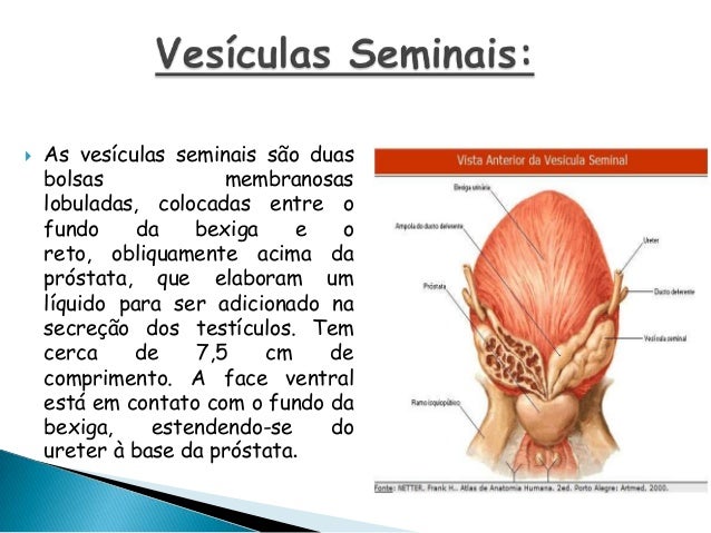 Sistema Genital Masculino