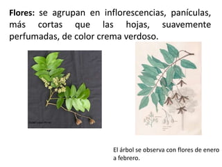 Flores: se agrupan en inflorescencias, panículas, más cortas que las hojas, suavemente perfumadas, de color crema verdoso.El árbol se observa con flores de enero a febrero.