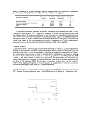Tabla 8: Análisis de la Varianza Molecular (AMOVA) realizado sobre ocho poblaciones naturales de
C. balansae, con distribución natural en la Selva Tucumano-Boliviana de Argentina
Fuentes de Variación
Grados de
Libertad
Suma de
Cuadrados
Componentes
de Varianza
Variación
(%)
Entre Poblaciones 7 37.789 0.118 5
Entre Individuos/Dentro de poblaciones 99 224.865 0.001 0
Dentro de Individuos 107 245.000 2.290 95
Total 213 507.654 2.407 100
El flujo génico histórico, estimado de manera indirecta a partir del estadístico Fst (0.049),
presentó un valor de Nm = 3.71, indicando la presencia de un flujo génico moderado-alto entre
las poblaciones de C. balansae analizadas, lo que favorece una baja diferenciación genética
entre poblaciones, tal como lo indican los resultados obtenidos. A pesar de la fragmentación de
los bosques, ésta no parece haber tenido un impacto severo en el flujo génico, condición que
puede estar ligada al tipo de polinización entomófila (Kageyama et al., 2004), descripta en
especies del mismo género y familia (revisión Ward et al., 2005; Aschero 2006).
Distancia genética
La estimación de las distancias genéticas entre la totalidad de individuos y el correspondiente
análisis de agrupamiento, indicaron ausencia de grupos definidos tanto por población como por
localización geográfica (figura no presentada). Asimismo, el análisis de agrupamiento (UPGMA)
por poblaciones, consideradas de a pares a través de los estadísticos Fst, denotó la falta de
asociación de las poblaciones respecto a su posición geográfica en los SLN y SLC del NOA
(Figura 5). De esta manera se observó la agrupación de poblaciones que localizadas en
distintos sectores fueron reunidas en un mismo cluster, tales como Acambuco (extremo Norte
del SLN) y PN Calilegua (SLC). Se distingue, no obstante un bajo valor de diferenciación
(Fst = 0.047), la población Apolinario Saravia respecto de las poblaciones restantes, señalando
su localización marginal, en el límite Sur-Este de distribución.
Figura 5: Dendrograma correspondiente al análisis de agrupamiento (UPGMA) de 8 poblaciones naturales
de C. balansae, con distribución en la Selva Tucumano-Boliviana (NOA), a partir de 7 marcadores SSRs
r = 0.78
Fst
 