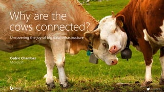 Uncovering the joy of big data infrastructure
Cedric Chambaz
Microsoft
Why are the
cows connected?
@CEDRICtus
 