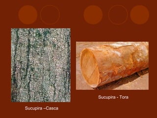 Sucupira - Tora 
Sucupira –Casca 
 