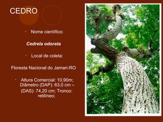 CEDRO 
• Nome científico: 
Cedrela odorata 
• Local de coleta: 
Floresta Nacional do Jamari-RO 
• Altura Comercial: 10,90m; 
Diâmetro (DAP): 63,0 cm – 
(DAS): 74,20 cm; Tronco: 
retilíneo; 
 