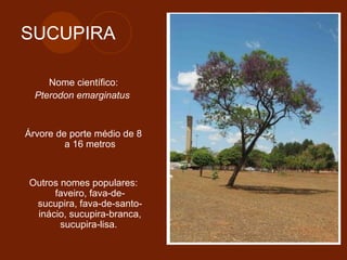 SUCUPIRA 
Nome científico: 
Pterodon emarginatus 
Árvore de porte médio de 8 
a 16 metros 
Outros nomes populares: 
faveiro, fava-de-sucupira, 
fava-de-santo-inácio, 
sucupira-branca, 
sucupira-lisa. 
 