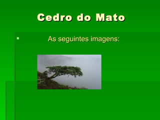 Cedro do Mato

    As seguintes imagens:
 