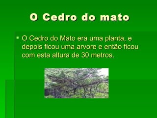 O Cedro do mato

 O Cedro do Mato era uma planta, e
  depois ficou uma arvore e então ficou
  com esta altura de 30 metros.
 