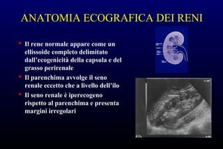 Il Rene Rene normale e nefropatie mediche e chirurgiche | PPT