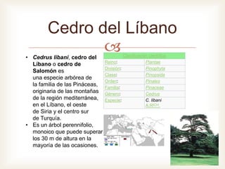 
Cedro del Líbano
Clasificación científica
Reino: Plantae
División: Pinophyta
Clase: Pinopsida
Orden: Pinales
Familia: Pinaceae
Género: Cedrus
Especie: C. libani
A.RICH.
• Cedrus libani, cedro del
Líbano o cedro de
Salomón es
una especie arbórea de
la familia de las Pináceas,
originaria de las montañas
de la región mediterránea,
en el Líbano, el oeste
de Siria y el centro sur
de Turquía.
• Es un árbol perennifolio,
monoico que puede superar
los 30 m de altura en la
mayoría de las ocasiones.
 