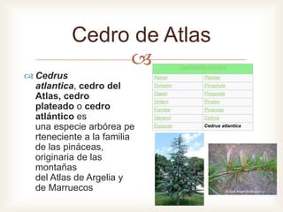 
Cedro de Atlas
 Cedrus
atlantica, cedro del
Atlas, cedro
plateado o cedro
atlántico es
una especie arbórea pe
rteneciente a la familia
de las pináceas,
originaria de las
montañas
del Atlas de Argelia y
de Marruecos
Clasificación científica
Reino: Plantae
División: Pinophyta
Clase: Pinopsida
Orden: Pinales
Familia: Pinaceae
Género: Cedrus
Especie: Cedrus atlantica
 