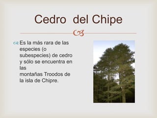 
Cedro del Chipe
 Es la más rara de las
especies (o
subespecies) de cedro
y sólo se encuentra en
las
montañas Troodos de
la isla de Chipre.
 
