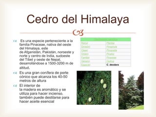 
Cedro del Himalaya
 Es una especie perteneciente a la
familia Pinaceae, nativa del oeste
del Himalaya, este
de Afganistán, Pakistán, noroeste y
norte y centro de India, sudoeste
del Tíbet y oeste de Nepal,
desarrollándose a 1500-3200 m de
altitud.
 Es una gran conífera de porte
cónico que alcanza los 40-50
metros de altura
 El interior de
la madera es aromático y se
utiliza para hacer incienso,
también puede destilarse para
hacer aceite esencial
Clasificación científica
Reino: Plantae
División: Pinophyta
Clase: Pinopsida
Orden: Pinales
Familia: Pinaceae
Género: Cedrus
Especie: C. deodara
 