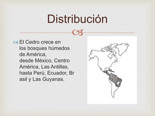 
Distribución
 El Cedro crece en
los bosques húmedos
de América,
desde México, Centro
América, Las Antillas,
hasta Perú, Ecuador, Br
asil y Las Guyanas.
 