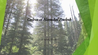 Cedrus of Himachal Pradesh
Arindam Ghosh
 