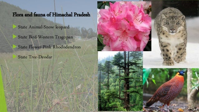 Cedrus of Himachal Pradesh