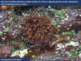 Nas áreas mariñas dominan as algas suxeitas ás rochas e algunha planta vascular adaptada á
vida mergullada como as sebas.
Carrapuchos (Chondrus
 