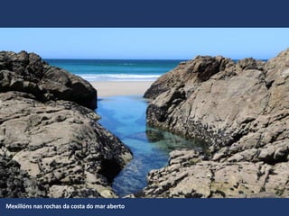 Mexillóns nas rochas da costa do mar aberto
 