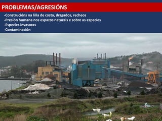 PROBLEMAS/AGRESIÓNS
-Construcións na liña de costa, dragados, recheos
-Presión humana nos espazos naturais e sobre as especies
-Especies invasoras
-Contaminación
 
