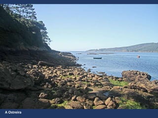 A Ostreira
 