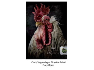 Cock Vega-Mayor Florette Salad Grey Spain 