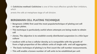 4. Colchicine method: Colchicine is one of the most effective spindle fiber inhibitors,
which
arrests the cells at metaphase stage of cell division.
BERGMANN CELL PLATING TECHNIQUE
• Bergmann (1960) first used the most populartechnique of plating out cell
on agar plates.
• This technique is particularly useful where attempts are being made to obtain
cell
• clones. The objective is to establish evenly distributed suspension in a thin layer
culture
• medium with as low a cellular density as is compatible with the growth of
from a high proportion of the cellular units of single cells and cell aggregates .
• The basic technique of plating is to first count the cell number measurements.
• This will enable a known number of cell units to be established per unit
 